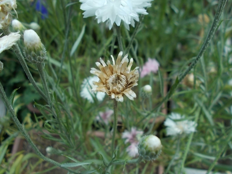 矢車草の種を取ろう - 毎日ちょこっと