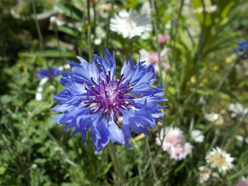 矢車草の種を取ろう - 毎日ちょこっと