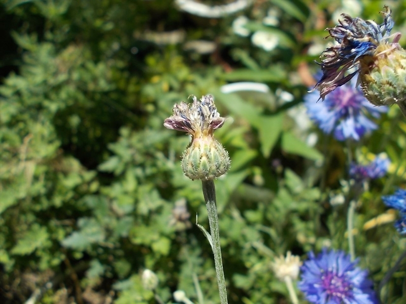 矢車草の種を取ろう - 毎日ちょこっと