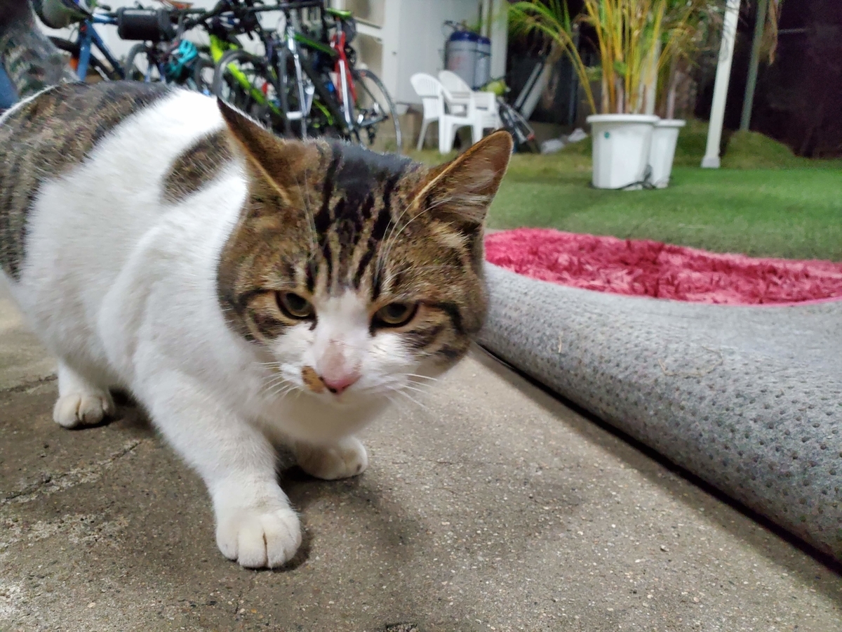 f:id:happyBiking:20191231195232j:plain f:id:happyBiking:20191231195232j:plain