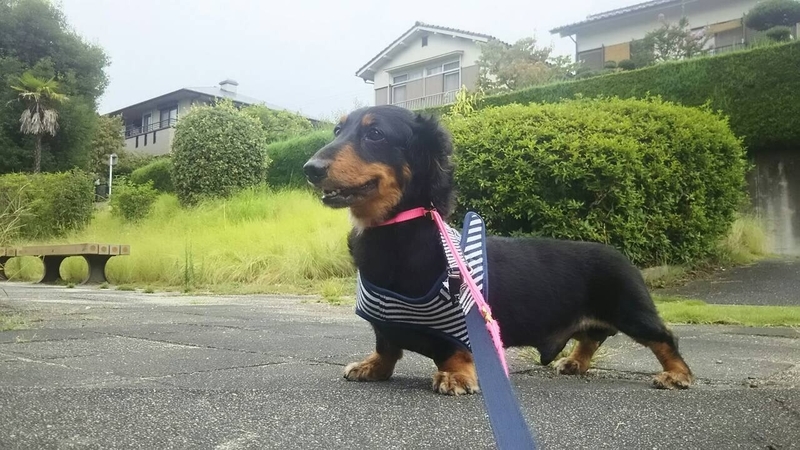 イメージ 11