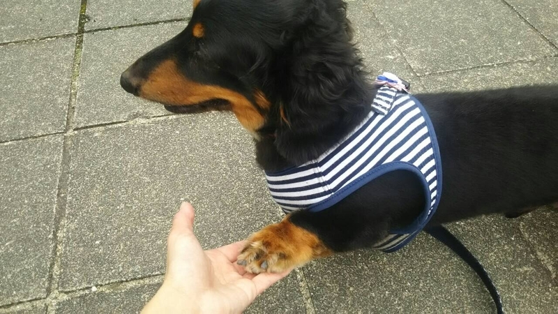 イメージ 10