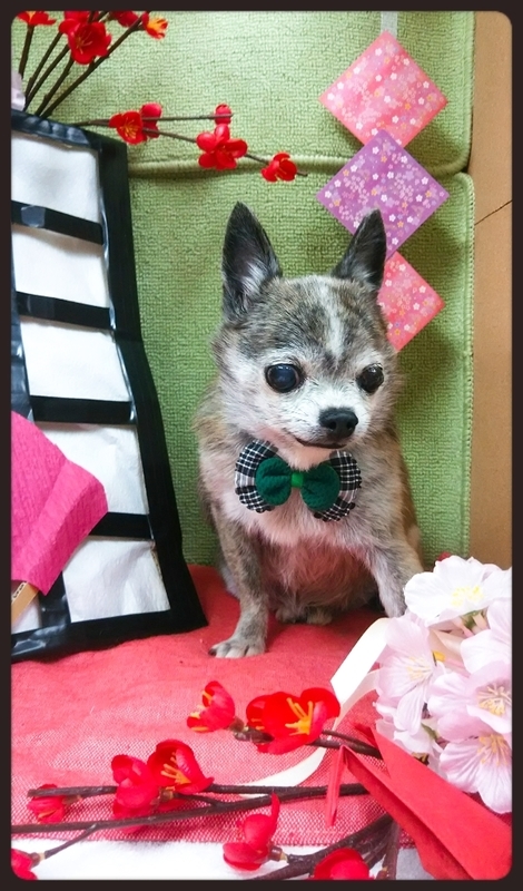 イメージ 6