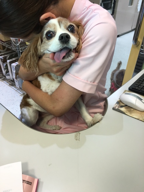 イメージ 10