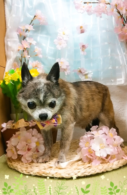 イメージ 6