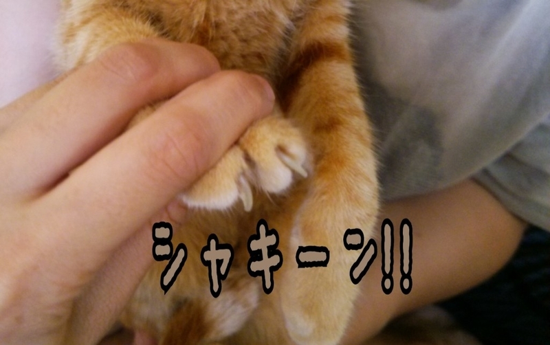 イメージ 4