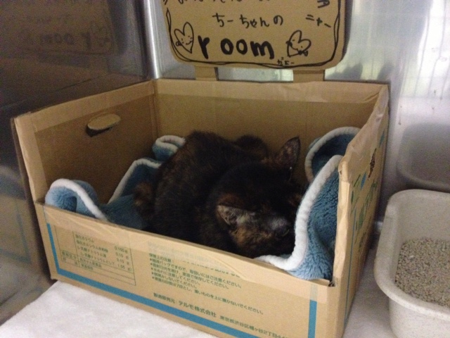 イメージ 6