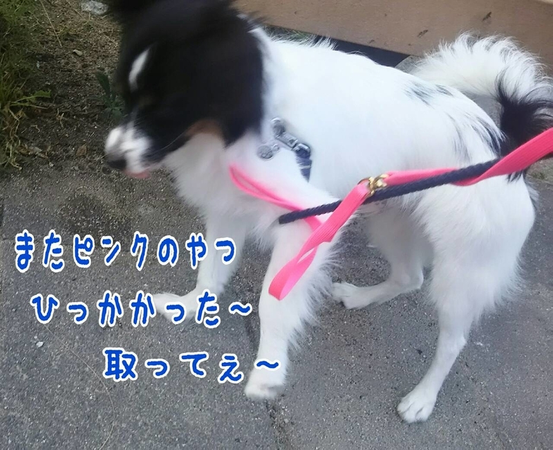 イメージ 3