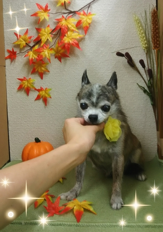 イメージ 3