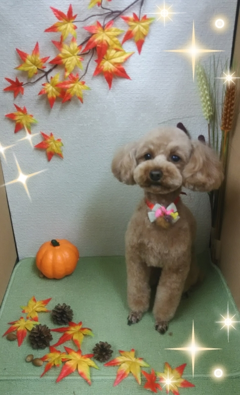 イメージ 5