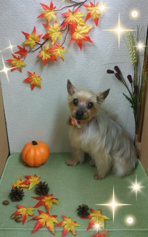 イメージ 6