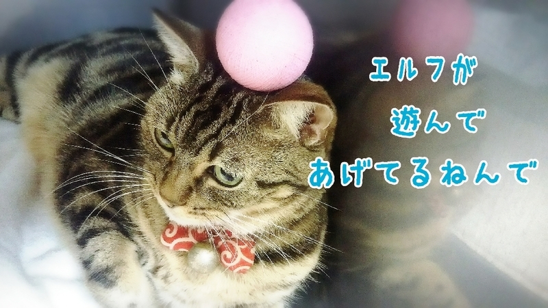 イメージ 4