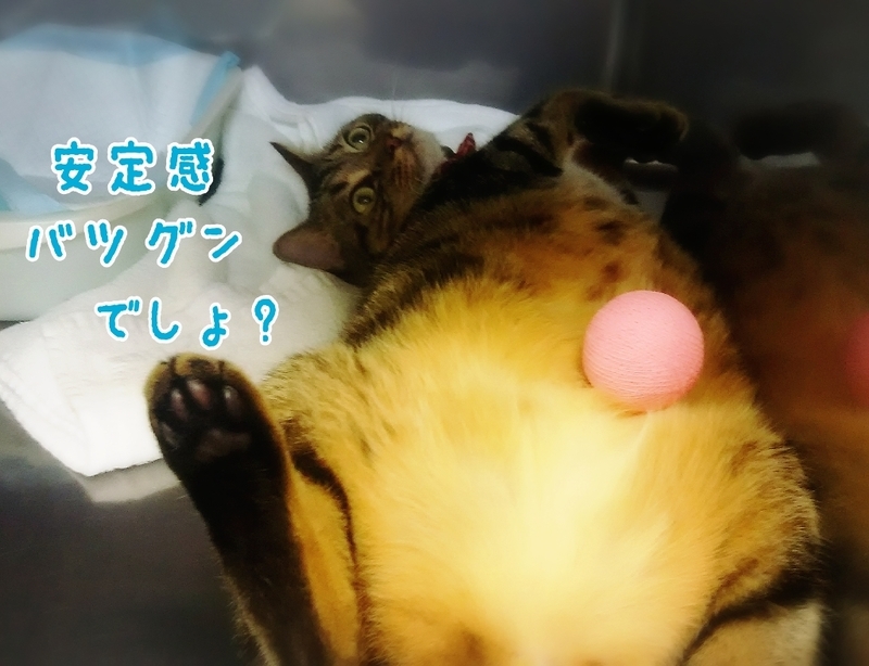 イメージ 5