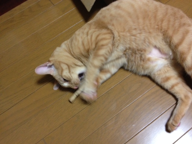 イメージ 4