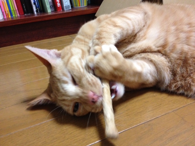 イメージ 5