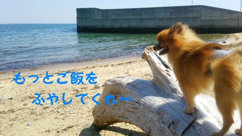 イメージ 18