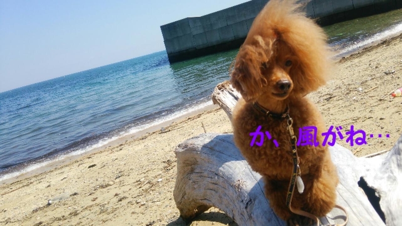 イメージ 19