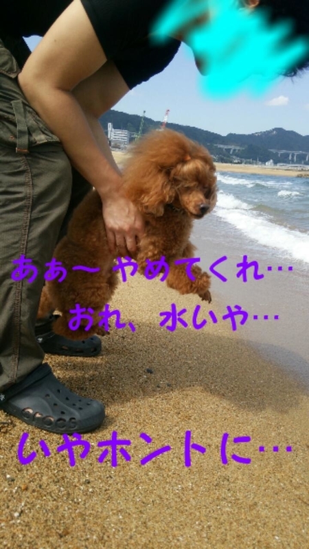 イメージ 6