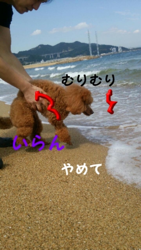 イメージ 7