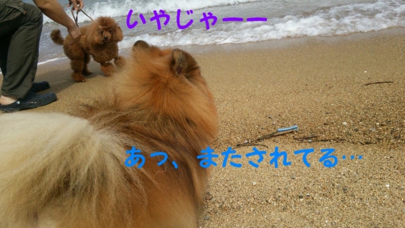 イメージ 8