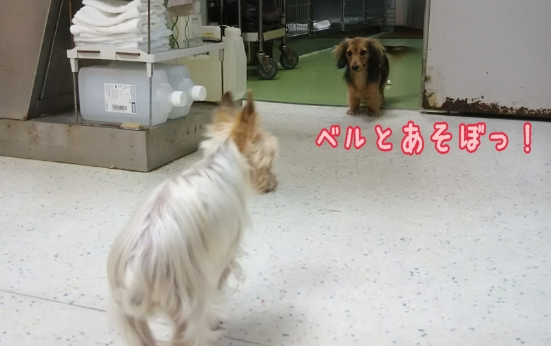 イメージ 5