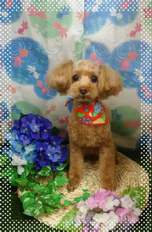 イメージ 4