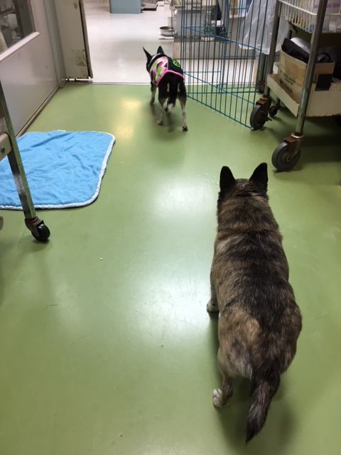 イメージ 5