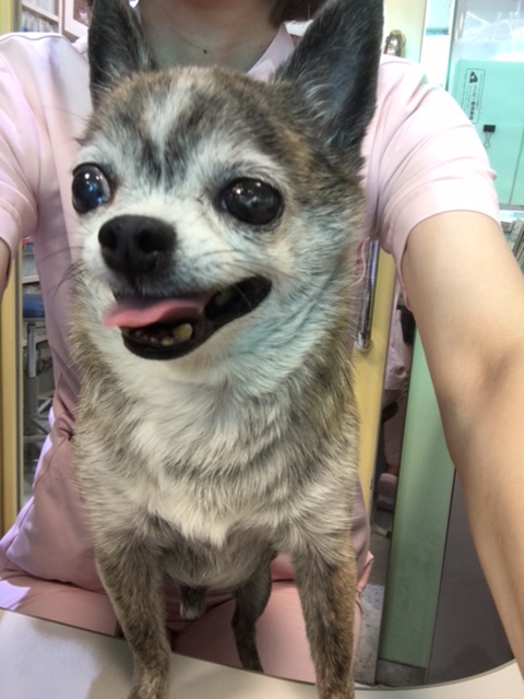 イメージ 10