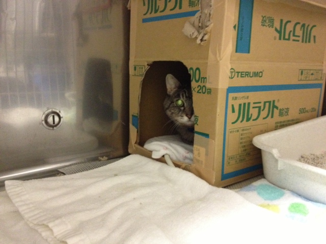 イメージ 8