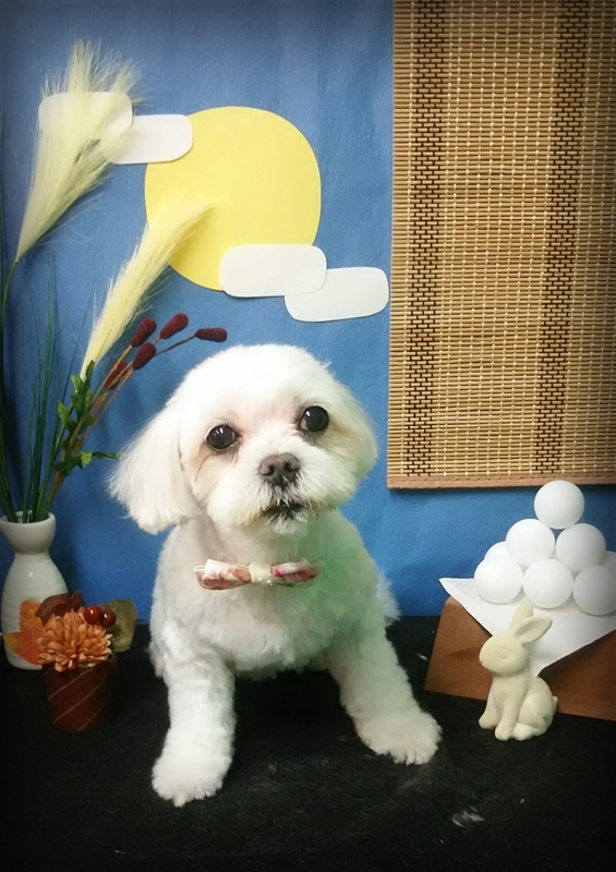 イメージ 7