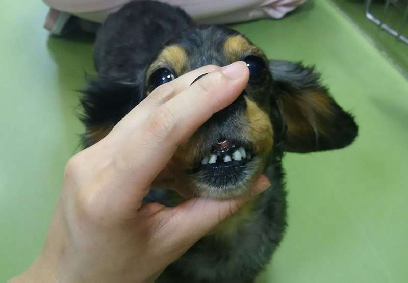 イメージ 7