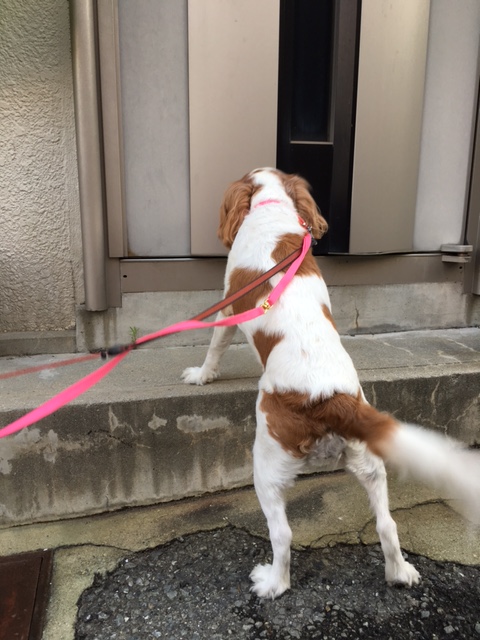 イメージ 9