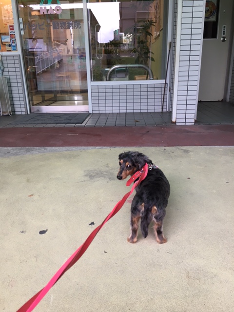 イメージ 7