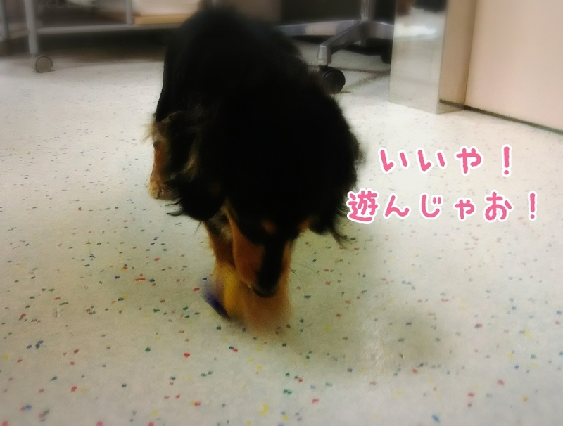 イメージ 5