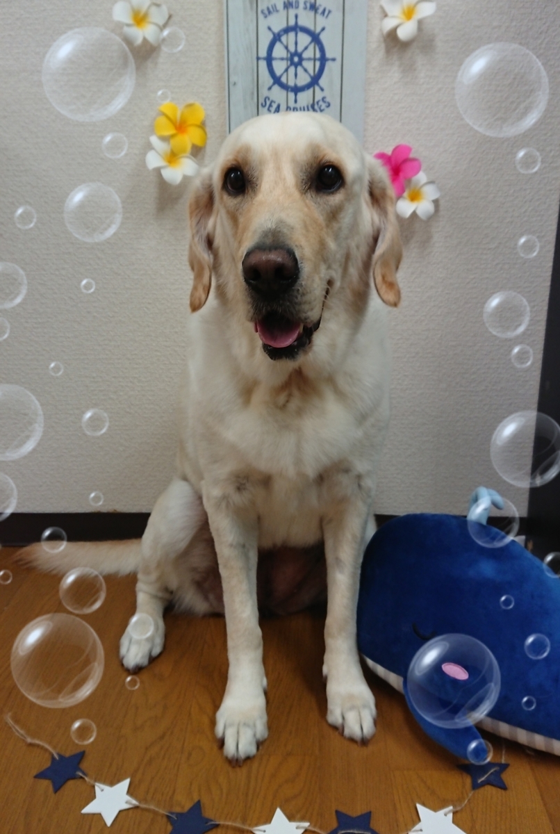 f:id:happy_ac:20190809195403j:plain