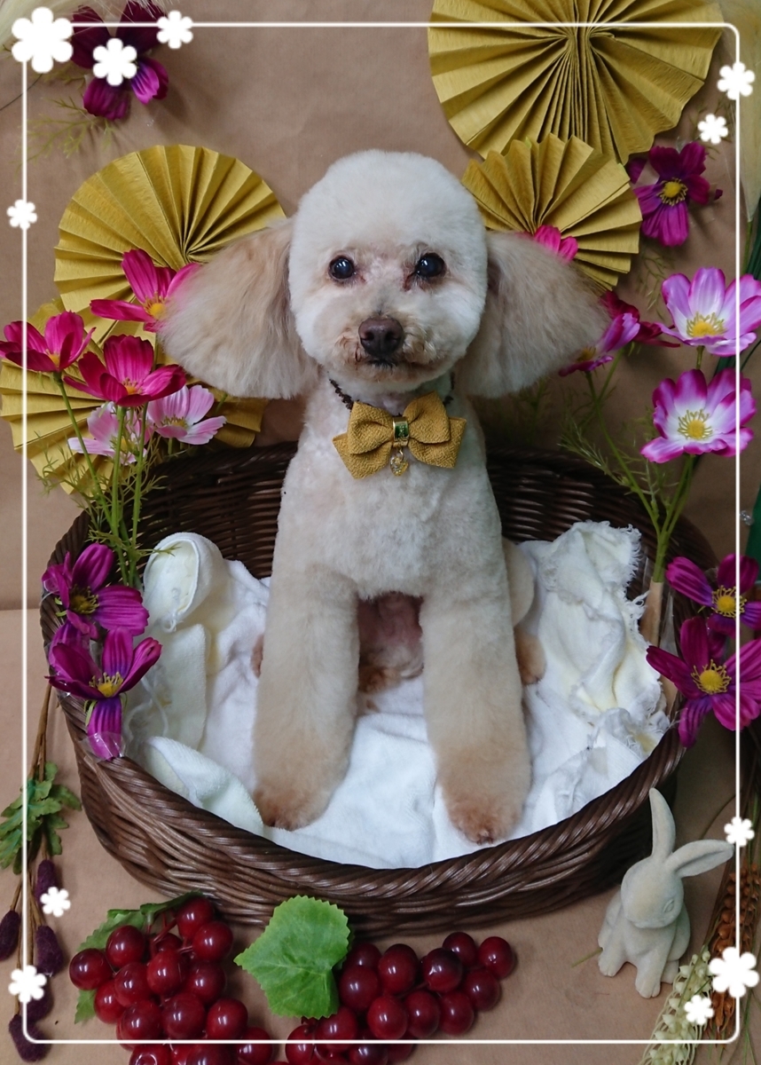 f:id:happy_ac:20190909194217j:plain