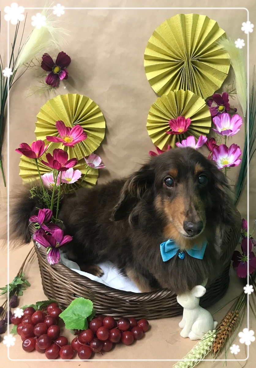 f:id:happy_ac:20190910175606j:plain
