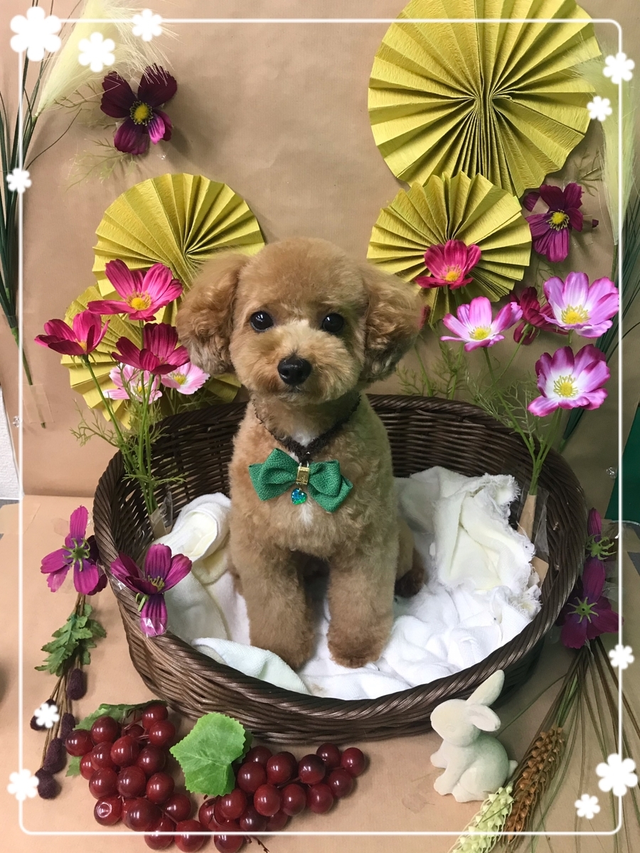 f:id:happy_ac:20190910175704j:plain