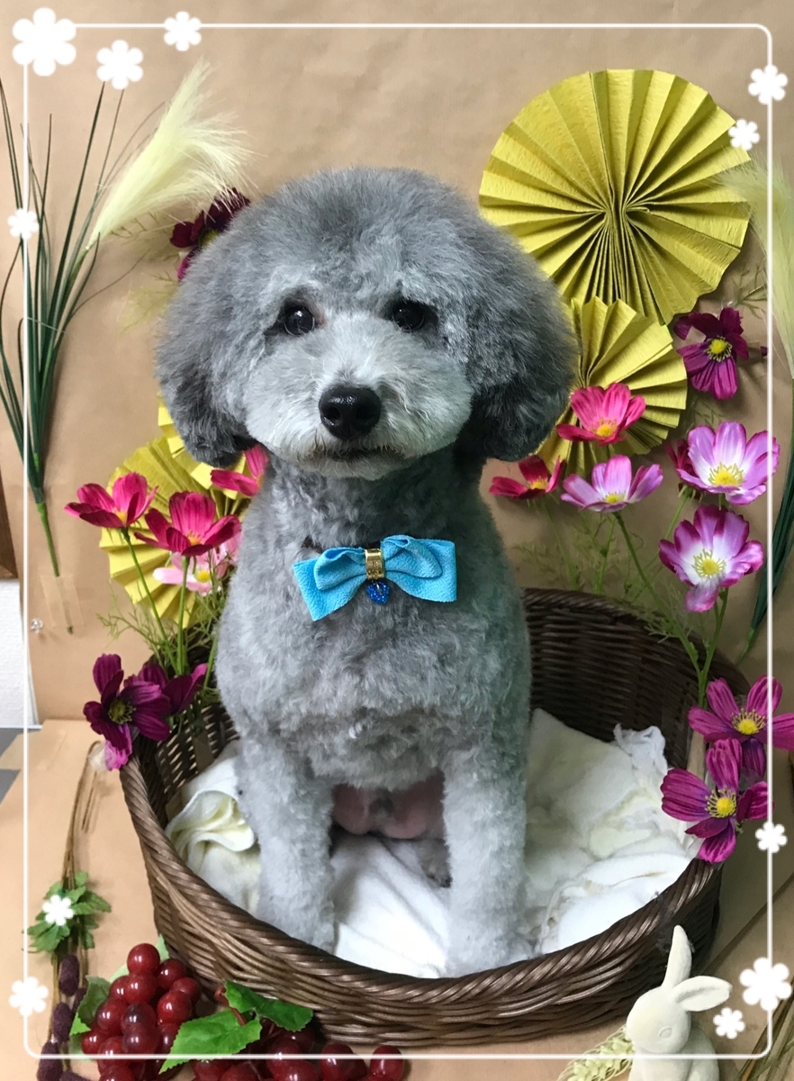f:id:happy_ac:20190917201011j:plain