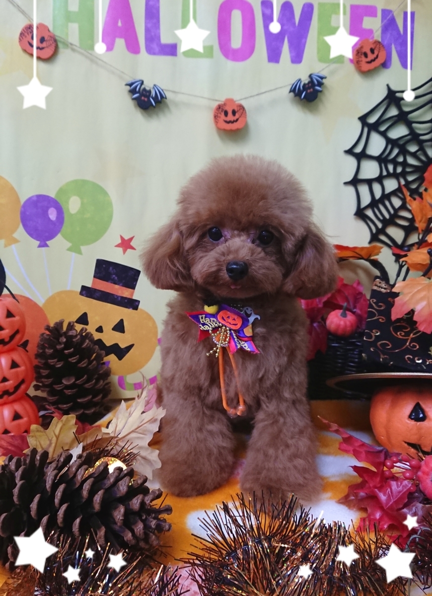 f:id:happy_ac:20190920100943j:plain