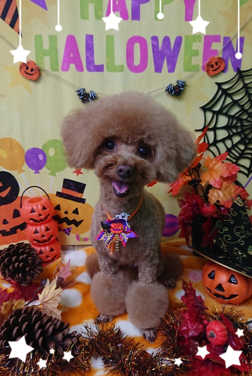 f:id:happy_ac:20190930115907j:plain