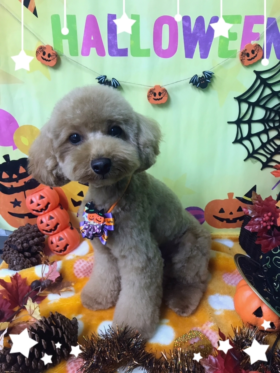 f:id:happy_ac:20191001190513j:plain