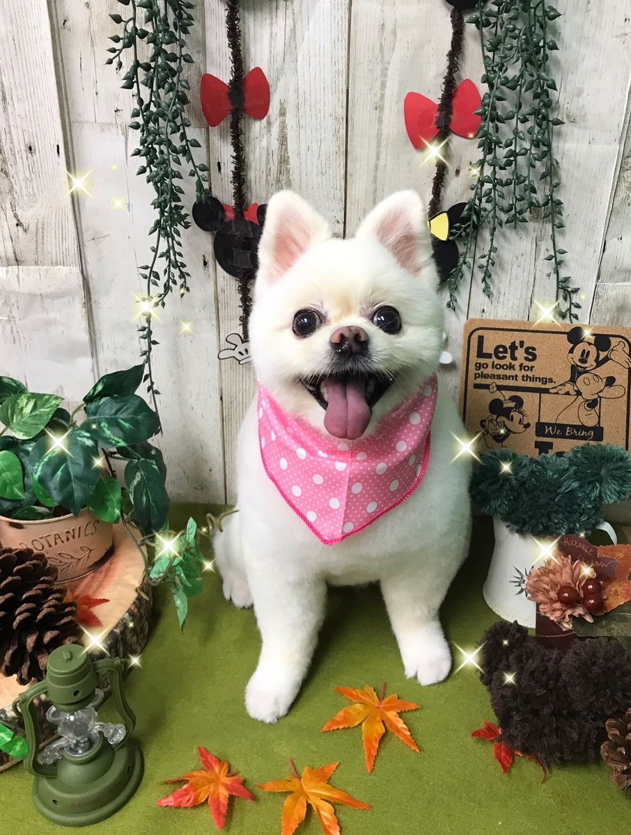 f:id:happy_ac:20191026144602j:plain