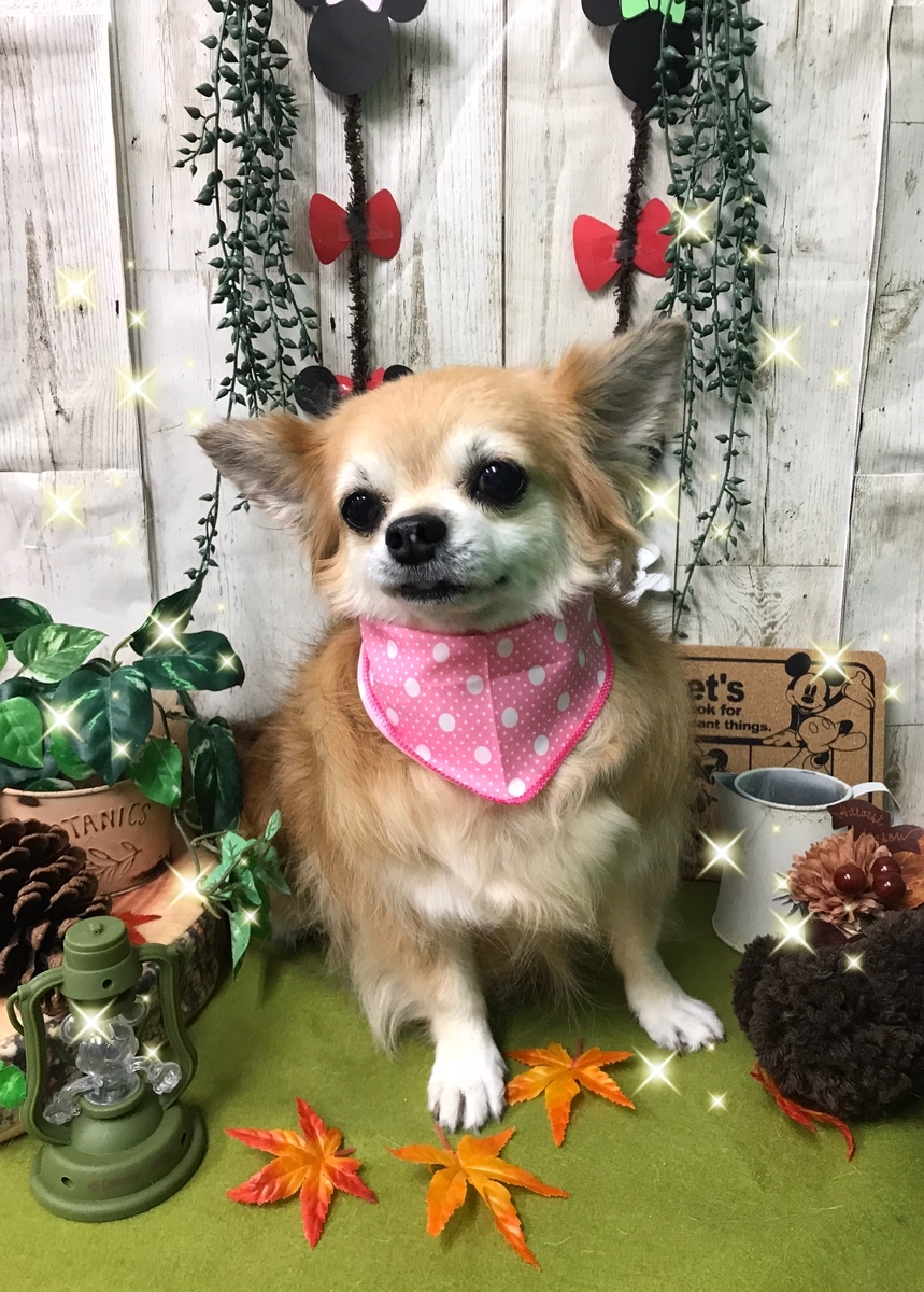 f:id:happy_ac:20191026144647j:plain