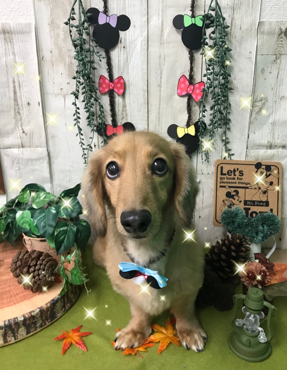 f:id:happy_ac:20191031194106j:plain f:id:happy_ac:20191031194106j:plain