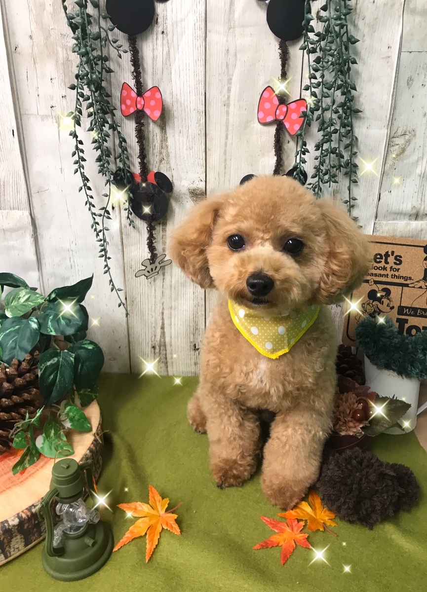 f:id:happy_ac:20191101165112j:plain f:id:happy_ac:20191101165112j:plain