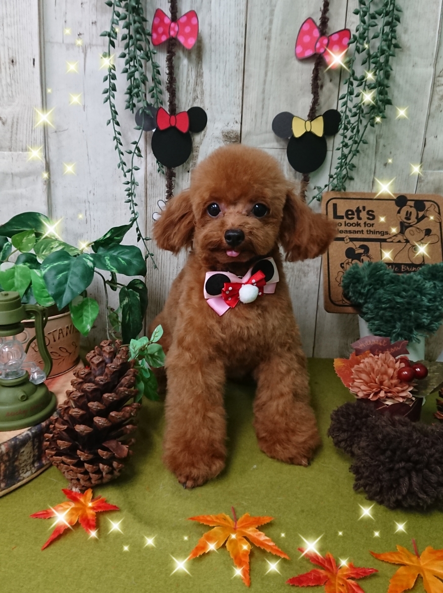 f:id:happy_ac:20191102150308j:plain f:id:happy_ac:20191102150308j:plain