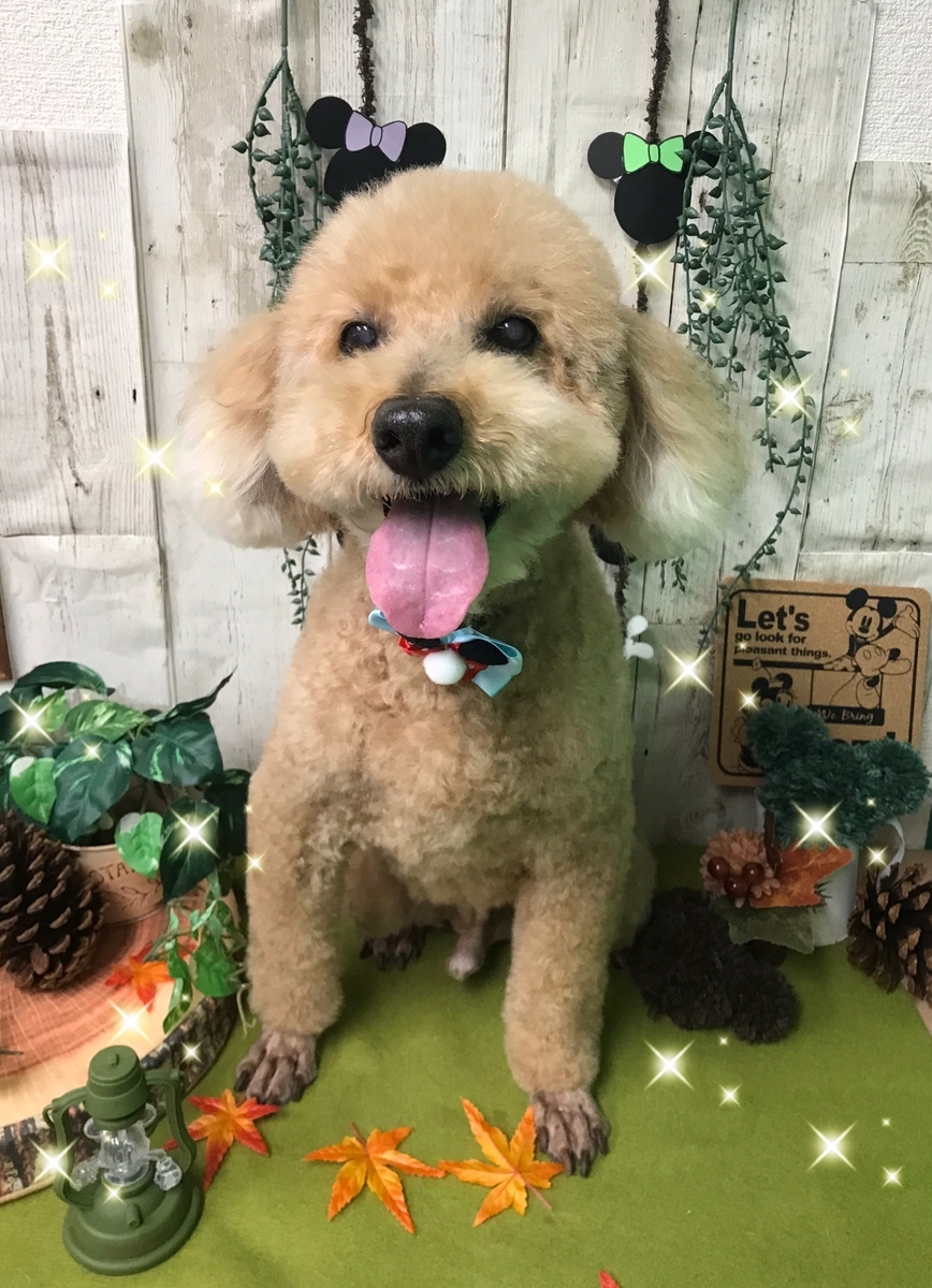 f:id:happy_ac:20191102150436j:plain f:id:happy_ac:20191102150436j:plain