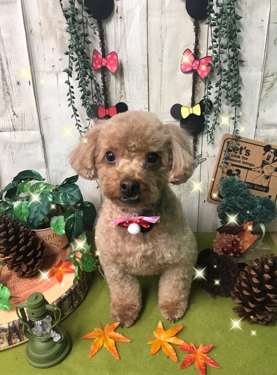 f:id:happy_ac:20191108193127j:plain