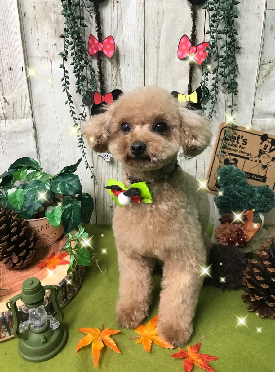 f:id:happy_ac:20191108193224j:plain